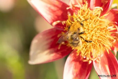 Bourdon butinant le cœur d'une fleur de dahlia rouge et blanche
