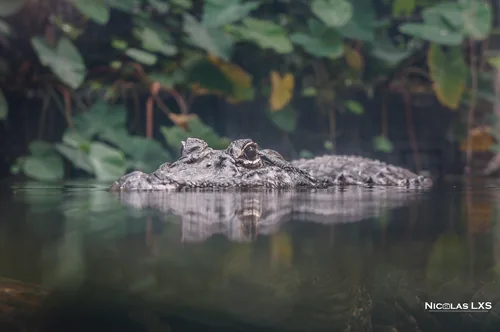 Crocodile à fleur d'eau au milieu d'une végétation tropicale