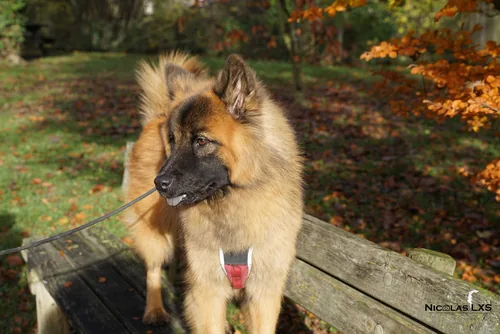 Chien de berger au pelage fauve assis sur un banc, feuillage d'automne