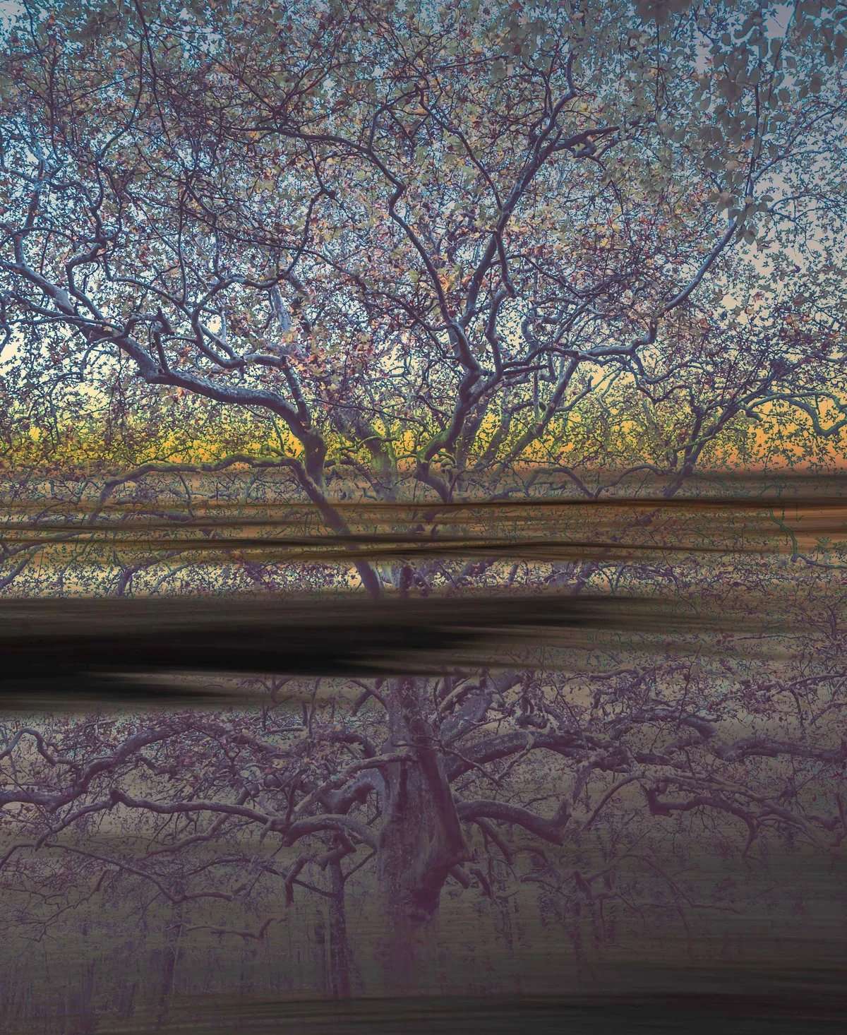 Double exposition d'un arbre en fleurs
