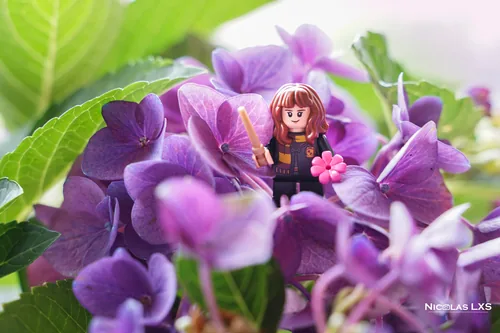 Hermione LEGO parmi des fleurs d'hortensia violettes